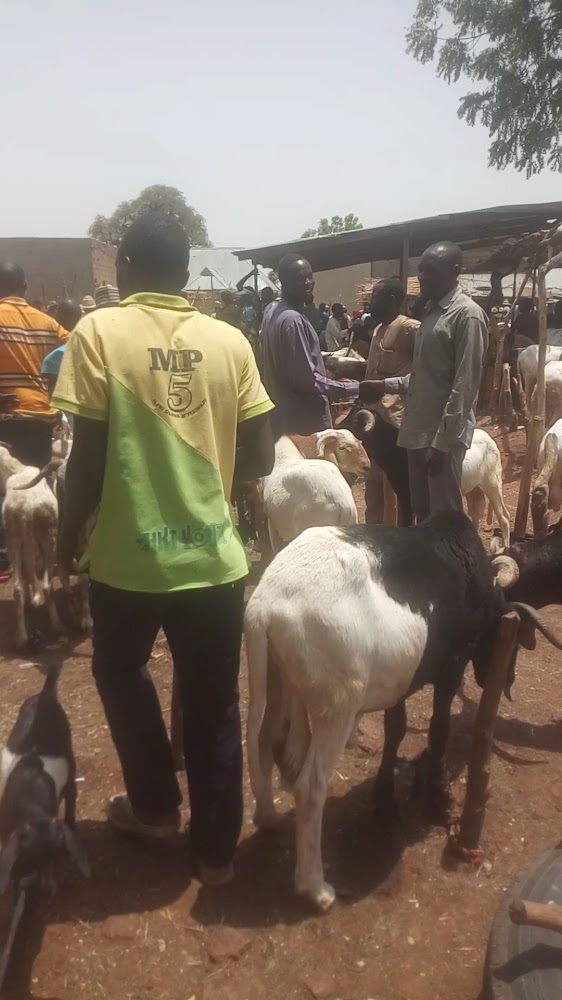 Tike Cattle Market Potiskum photo 2